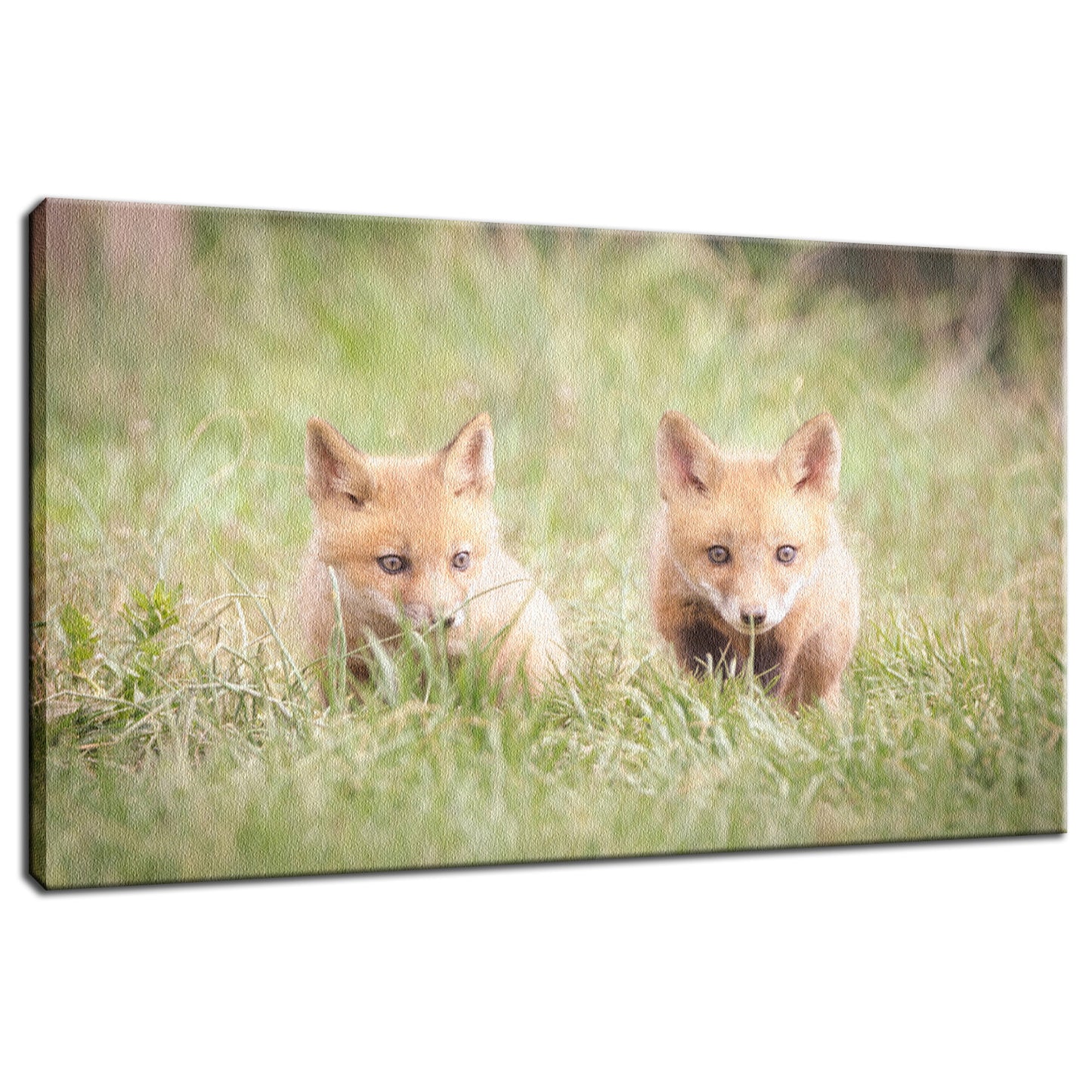 Learning to Hunt - Red Fox Pups Animal / Wildlife Photograph Fine Art Canvas & Unframed Wall Art Prints - PIPAFINEART