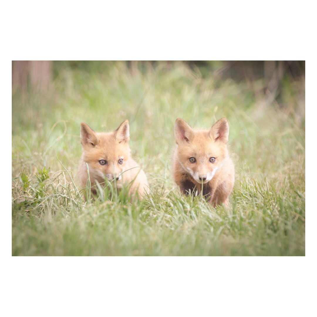 Learning to Hunt - Red Fox Pups Animal / Wildlife Photograph Fine Art Canvas & Unframed Wall Art Prints - PIPAFINEART