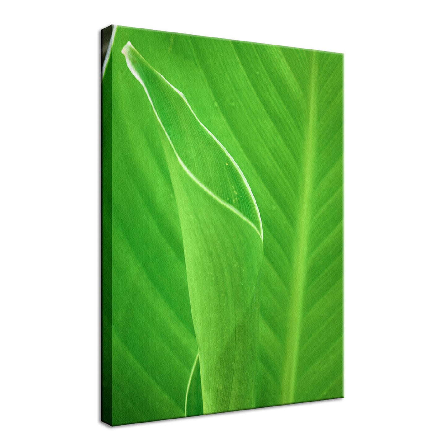 Leaves Canna Lily Plant Nature / Botanical Photo Fine Art Canvas Wall Art Prints - PIPAFINEART