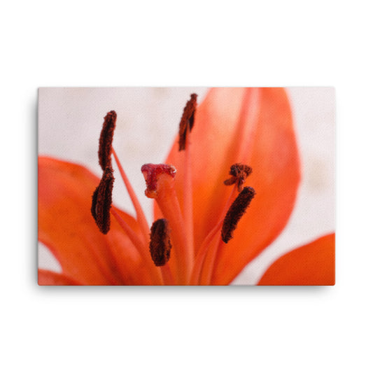 Lily Stigma Floral Botanical Nature Photo Canvas Wall Art Prints