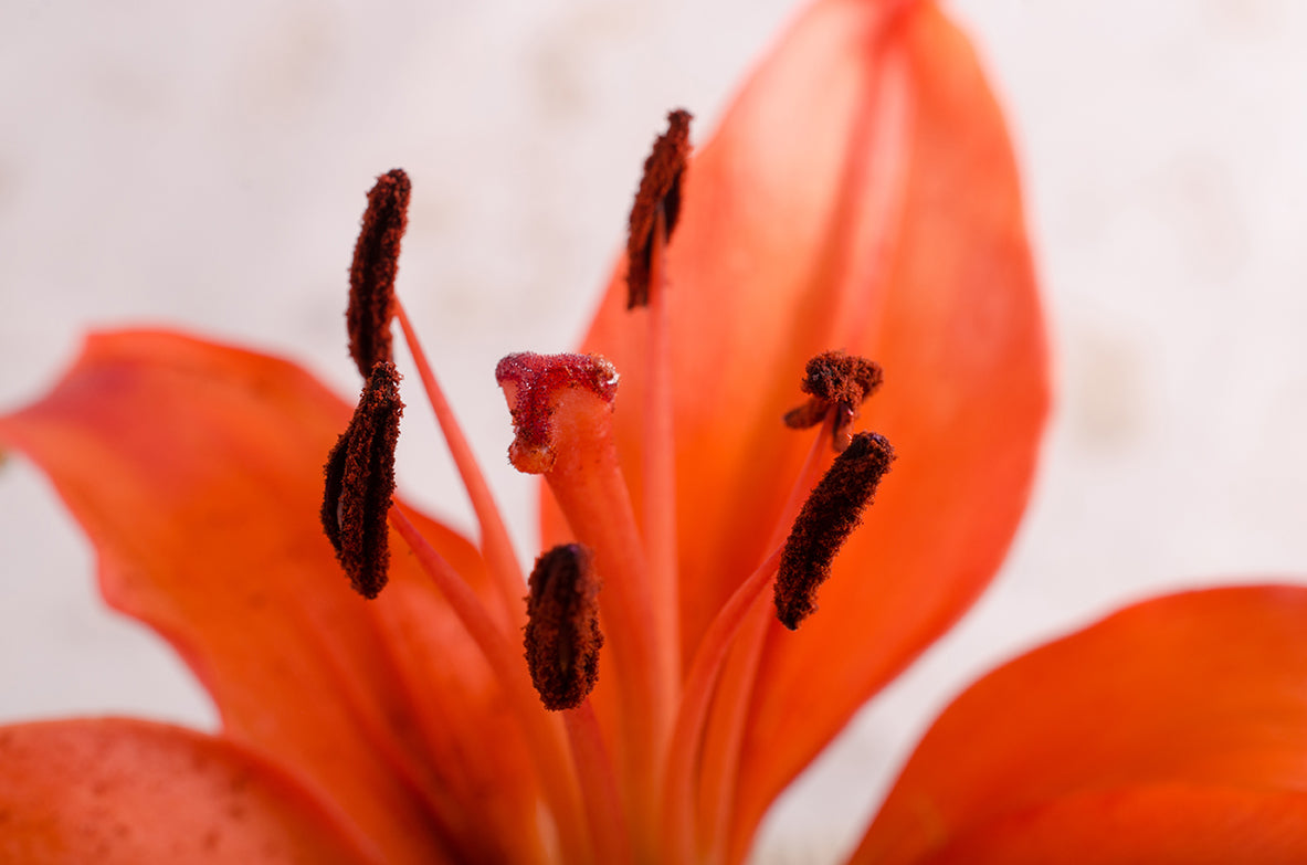 Lily Stigma Nature / Floral Photo Fine Art Canvas Wall Art Prints - PIPAFINEART