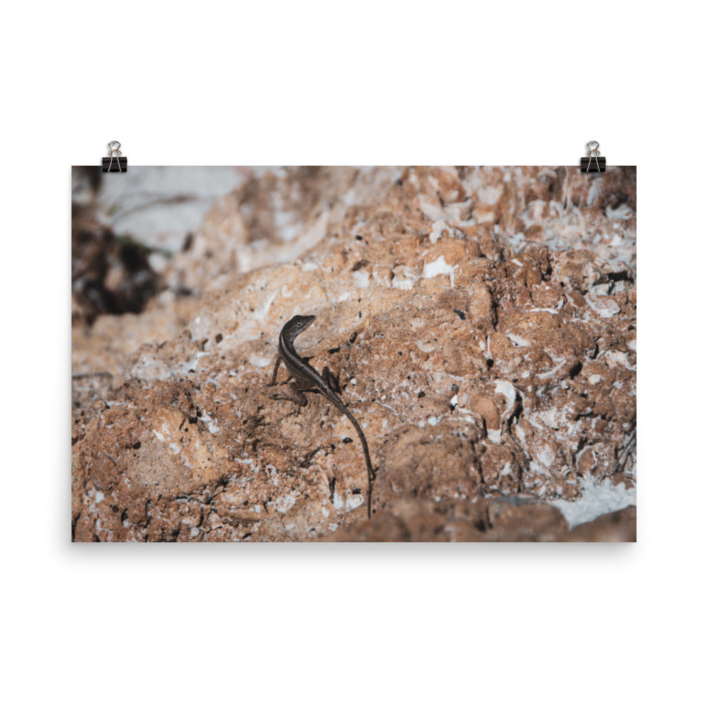 Lizard Rock Rustic Coastal Animal Wildlife Photograph Loose Wall Art Print
