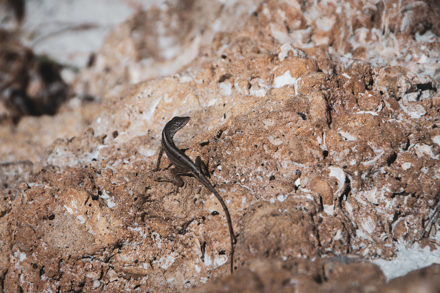 Lizard Rock Colorized Wildlife Photograph Fine Art Canvas & Unframed Wall Art Prints - PIPAFINEART