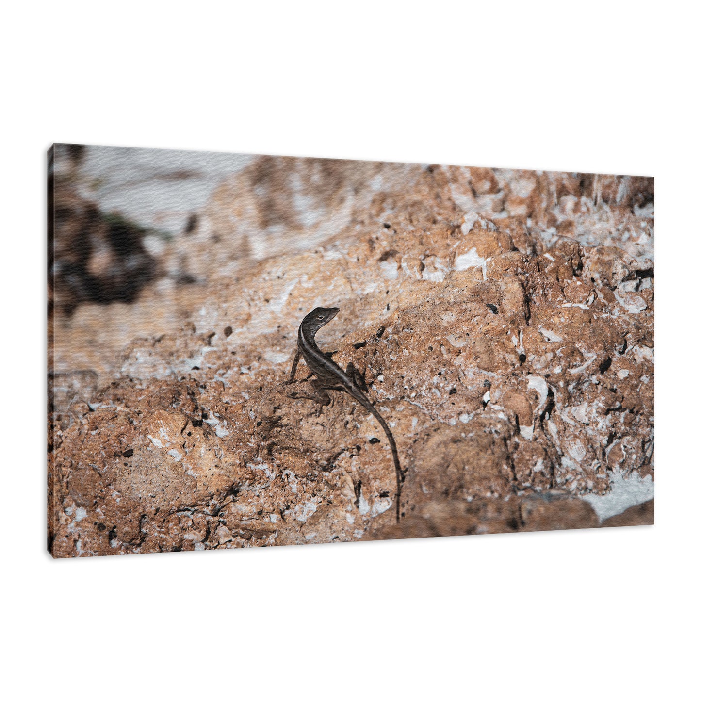 Lizard Rock Colorized Wildlife Photograph Fine Art Canvas & Unframed Wall Art Prints - PIPAFINEART