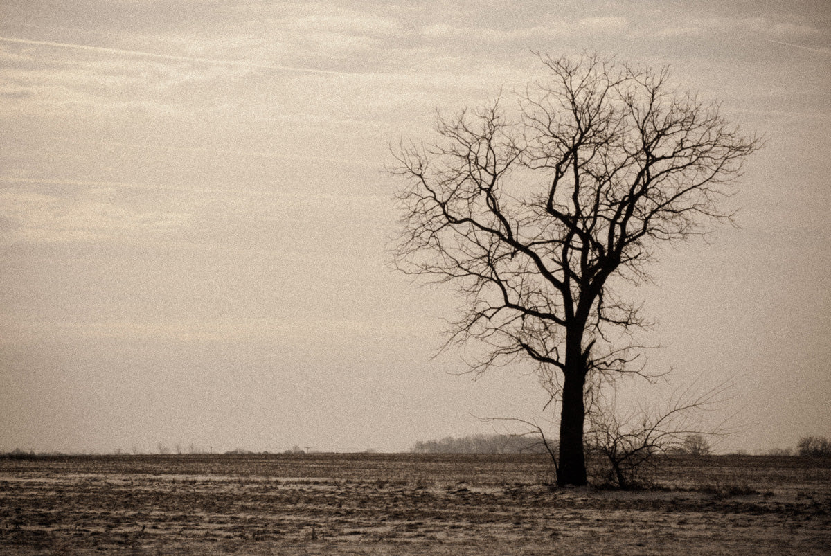 Lonely Tree in Black and White Rural Landscape Photo Fine Art Canvas Wall Art Prints - PIPAFINEART