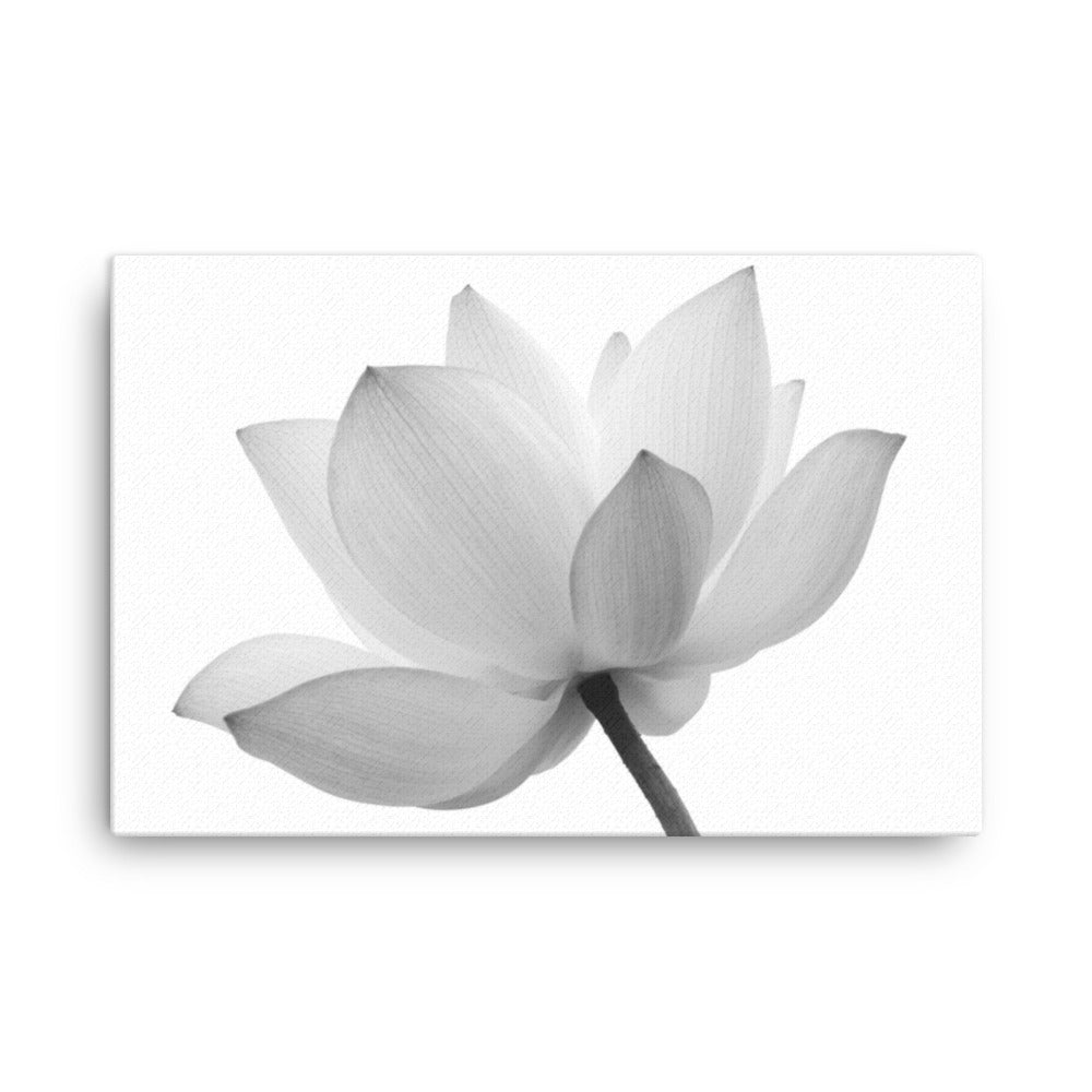 Lotus Flower Black and White Floral Botanical Nature Photo Canvas Wall Decorating Print