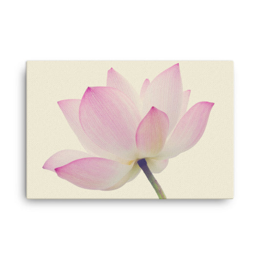 Lotus Flower Creamy Haze Effect Floral Botanical Nature Photo Canvas Wall Decorating Art Print