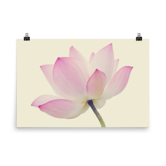 Lotus Flower Creamy Haze Effect Floral Nature Photo Loose Flower Wall Art Print