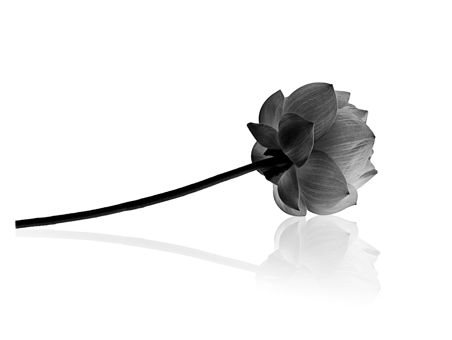 Resting Lotus Flower Black & White Floral Nature Photo Fine Art Canvas Print - PIPAFINEART