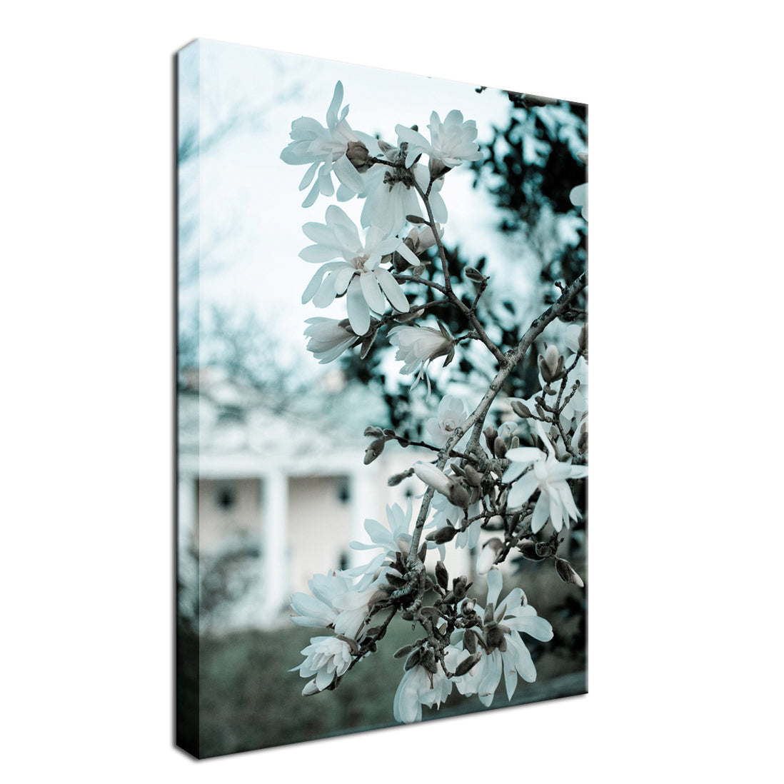 Mansion Bloom Colorized Nature Landscape Fine Art Canvas Wall Art Prints - PIPAFINEART