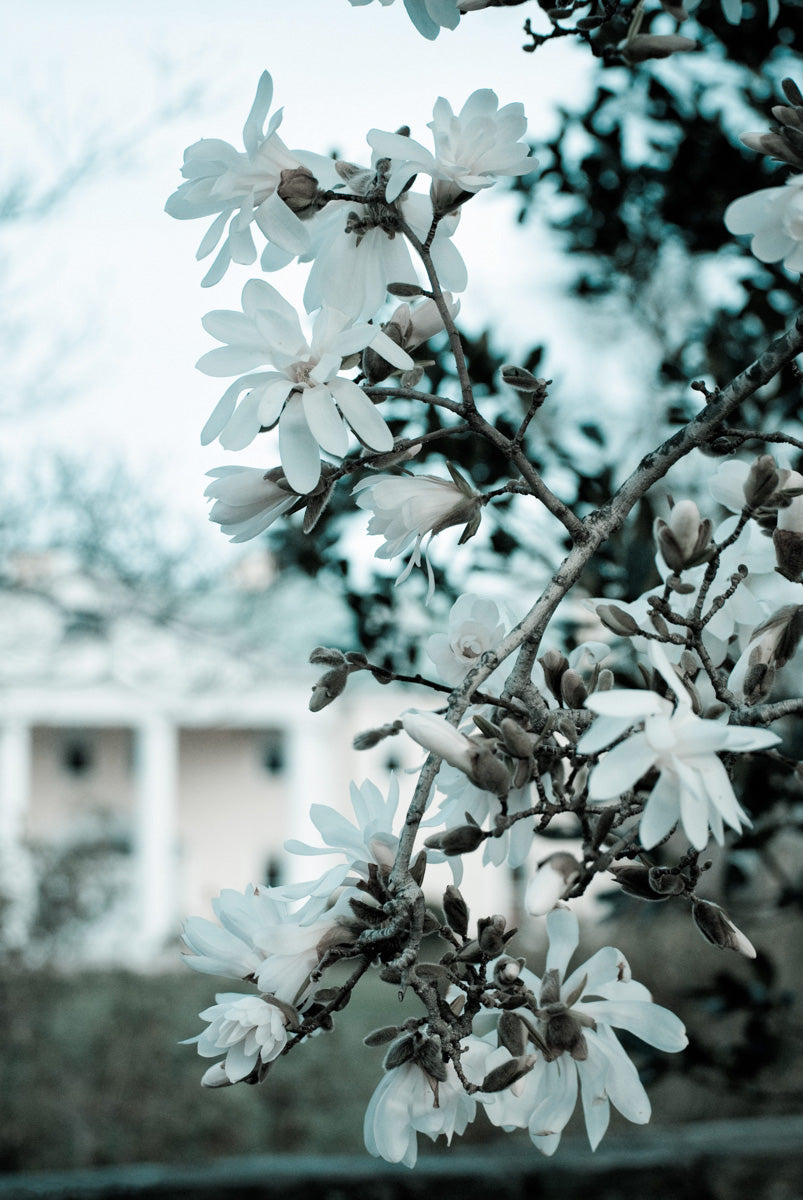 Mansion Bloom Colorized Nature Landscape Fine Art Canvas Wall Art Prints - PIPAFINEART