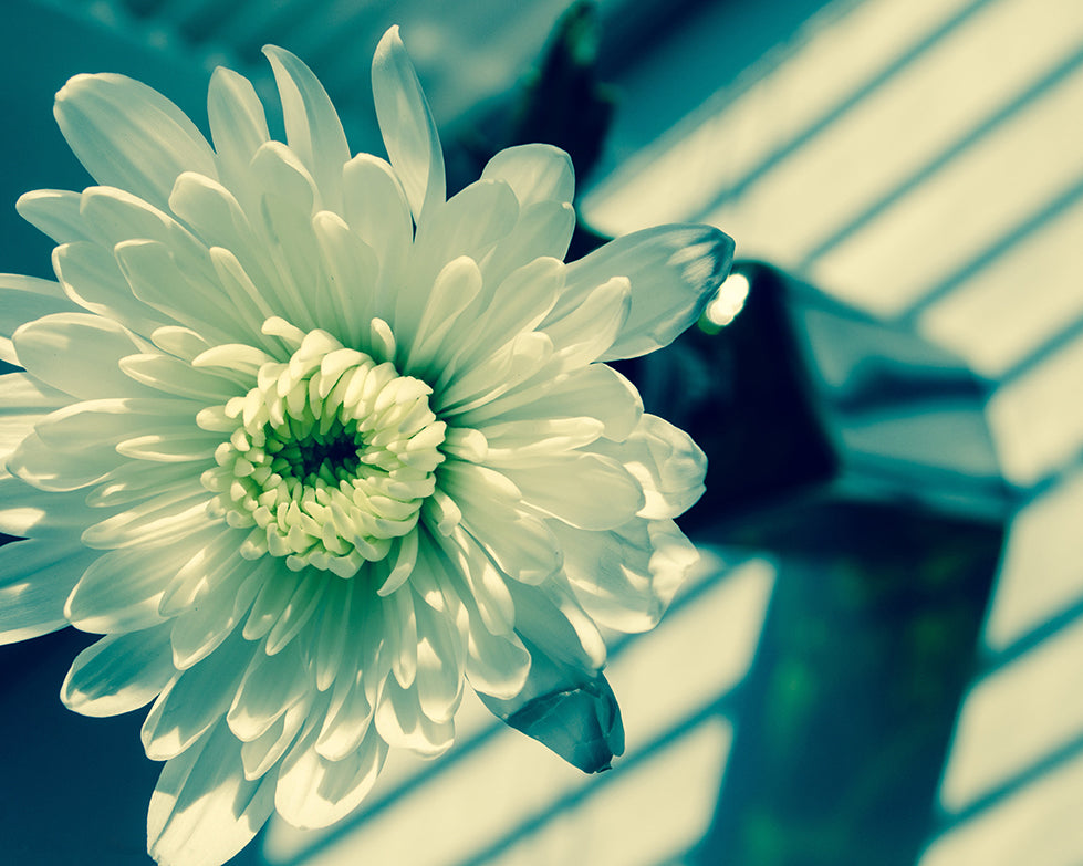 Melancholy Flower Nature / Floral Photo Fine Art Canvas Wall Art Prints - PIPAFINEART