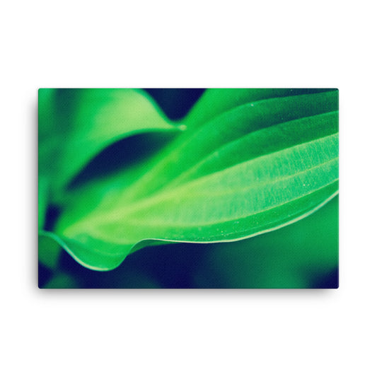 Mellow Hosta Leaves Botanical Nature Canvas Wall Art Prints