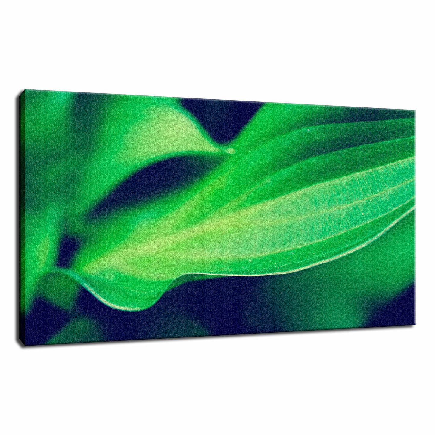 Mellow Hosta Leaves Botanical / Nature Photo Fine Art Canvas Wall Art Prints - PIPAFINEART