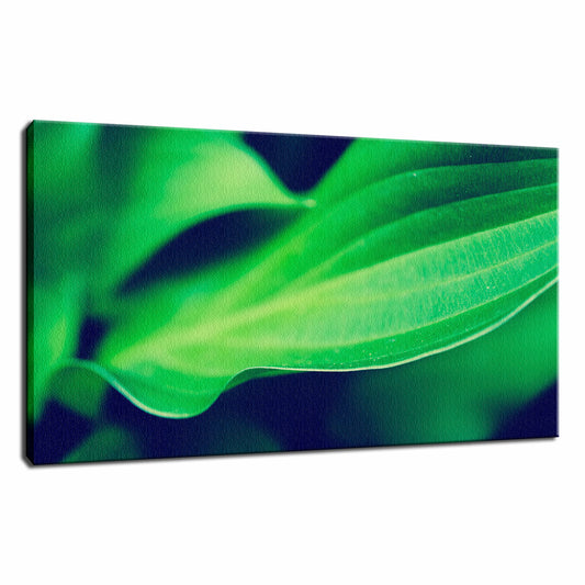 Mellow Hosta Leaves Botanical / Nature Photo Fine Art Canvas Wall Art Prints  - PIPAFINEART