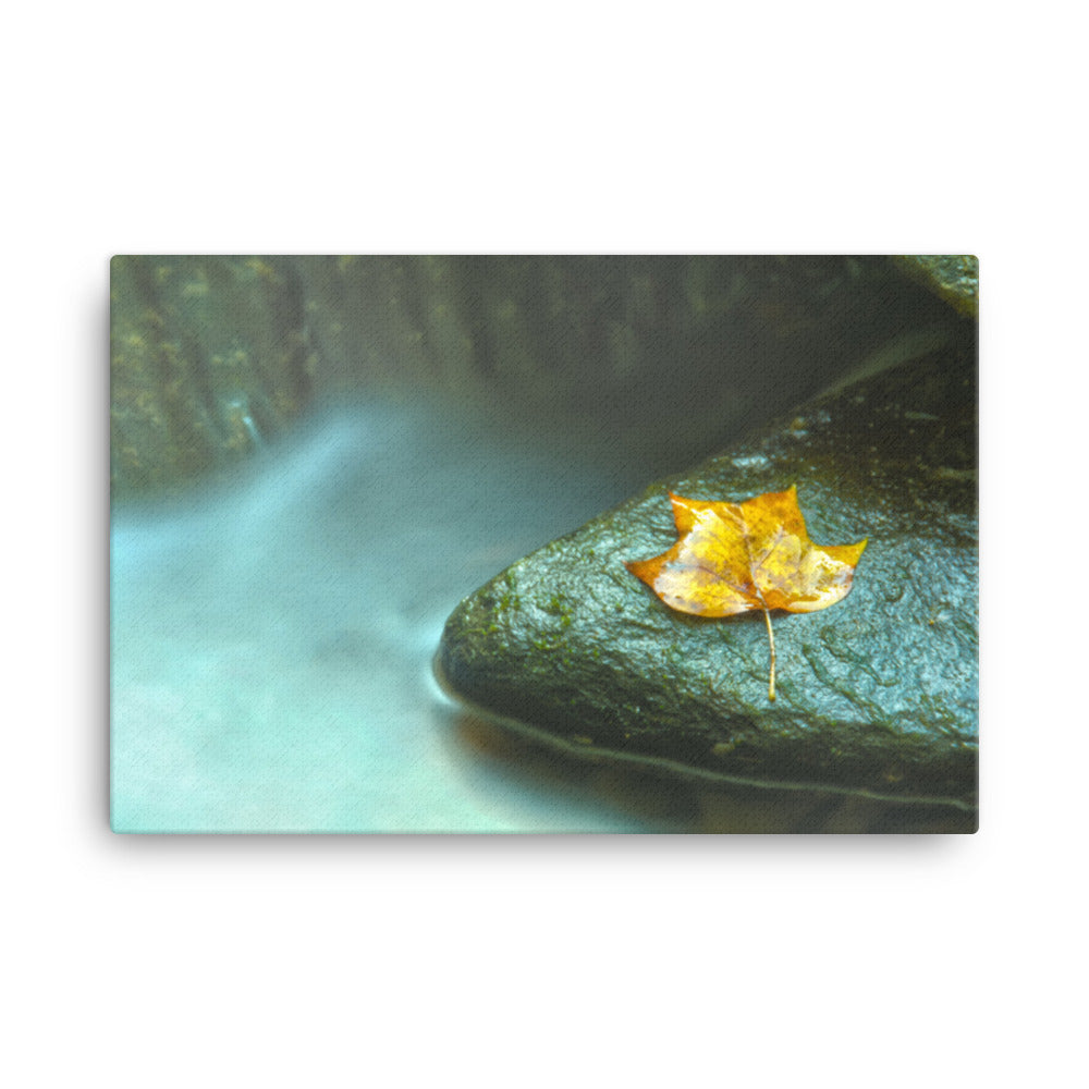 Misty Leaf Rustic Botanical Nature Photograph Canvas Wall Art Prints