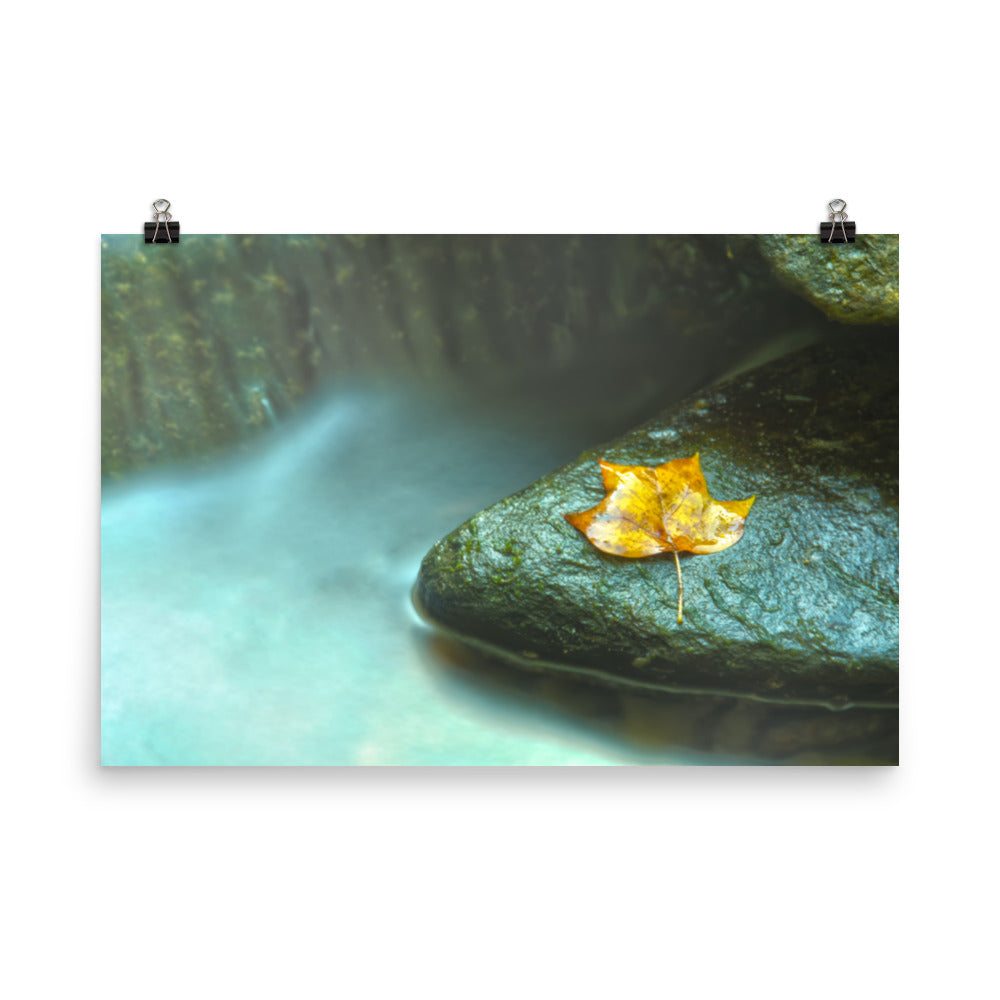 Misty Leaf Botanical Nature Photo Loose Unframed Wall Art Prints - PIPAFINEART