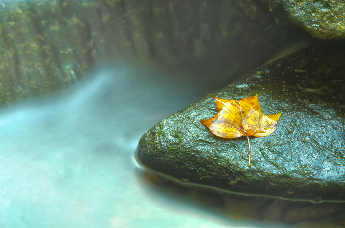 Misty Leaf DIY Wall Decor Instant Download Print - Printable Wall Art - PIPAFINEART