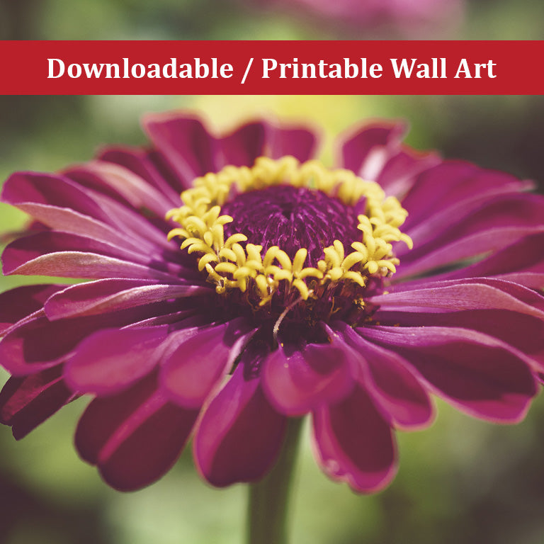 Moody Young-And-Old Age Pink Zinnia Nature Photo DIY Wall Decor Instant Download Print - Printable - PIPAFINEART
