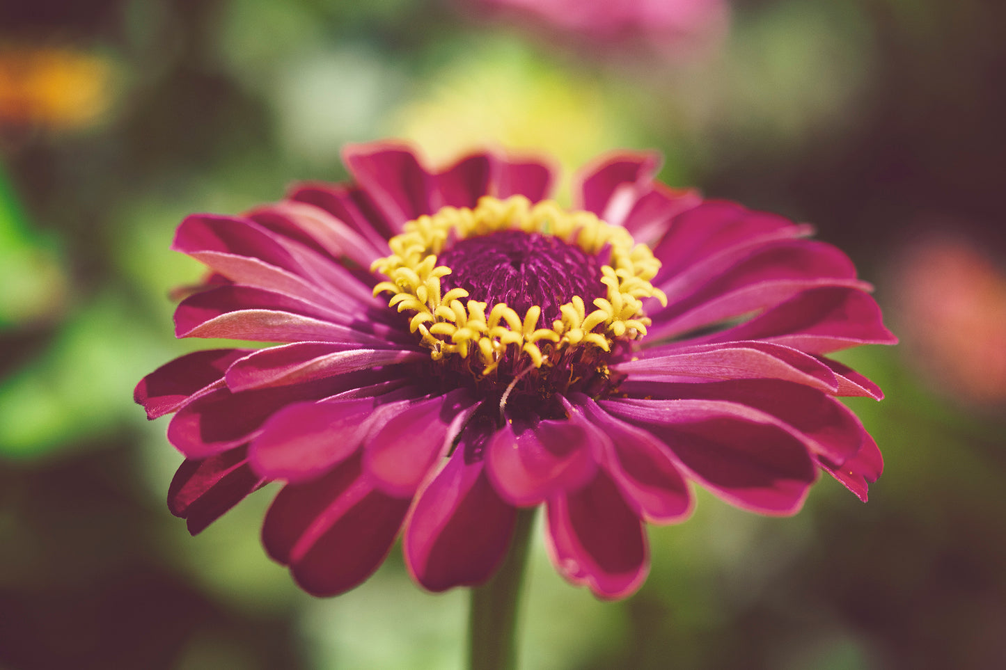Moody Young-And-Old Age Pink Zinnia Nature Photo DIY Wall Decor Instant Download Print - Printable - PIPAFINEART