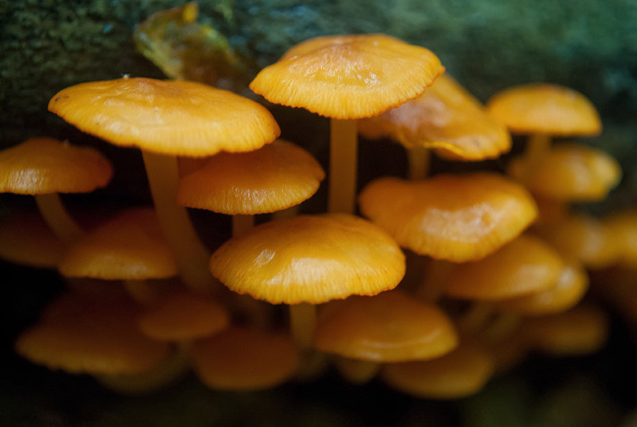 Mushroom Family Botanical / Nature Photo Fine Art Canvas Wall Art Prints  - PIPAFINEART