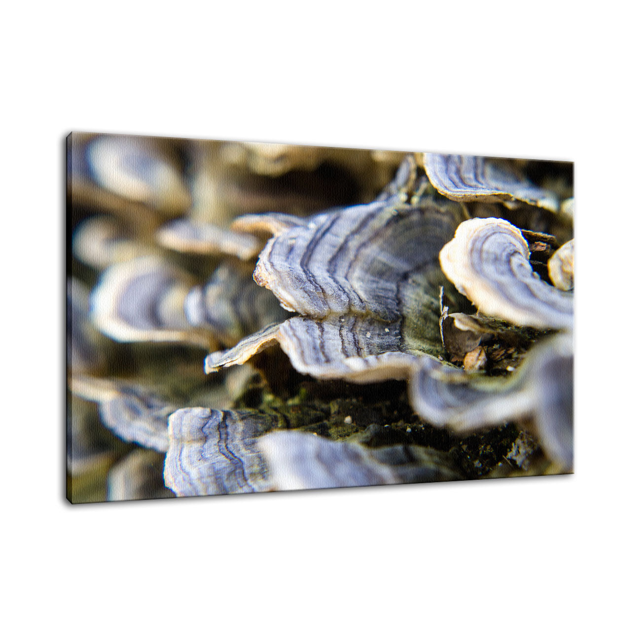 Mushrooms on Log Botanical / Nature Photo Fine Art Canvas Wall Art Prints - PIPAFINEART