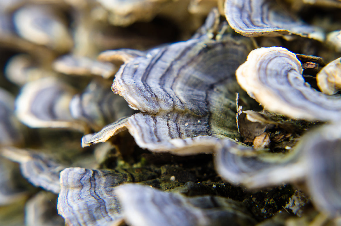 Mushrooms on Log Botanical / Nature Photo Fine Art Canvas Wall Art Prints - PIPAFINEART