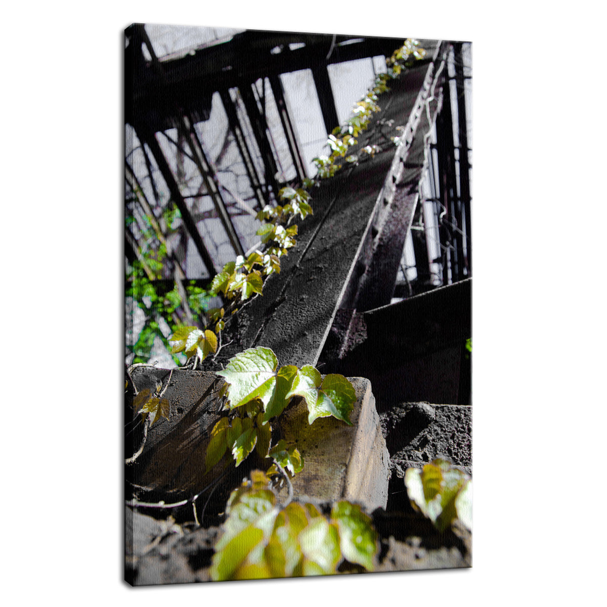 Nature Taking Over Botanical / Nature Photo Fine Art Canvas Wall Art Prints - PIPAFINEART