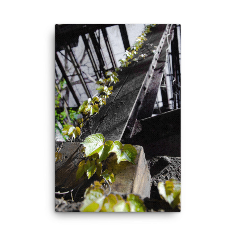 Nature Taking Over Rustic Botanical Nature Photograph Canvas Wall Art Prints