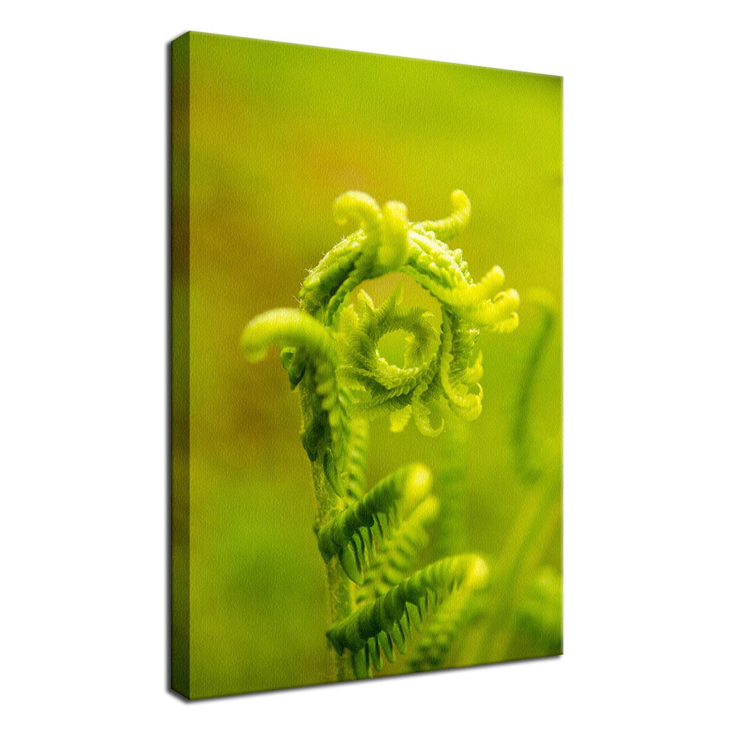 Nature's Perfection Nature / Botanical Photo Fine Art Canvas Wall Art Prints - PIPAFINEART