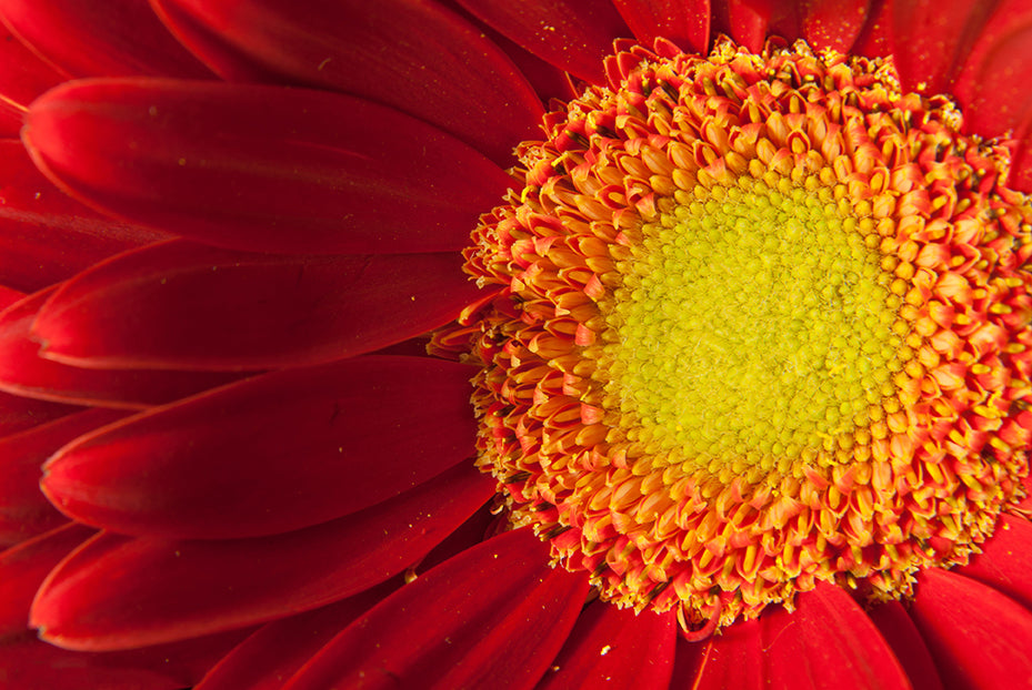 Nature's Beauty Nature / Floral Photo Fine Art Canvas Wall Art Prints - PIPAFINEART