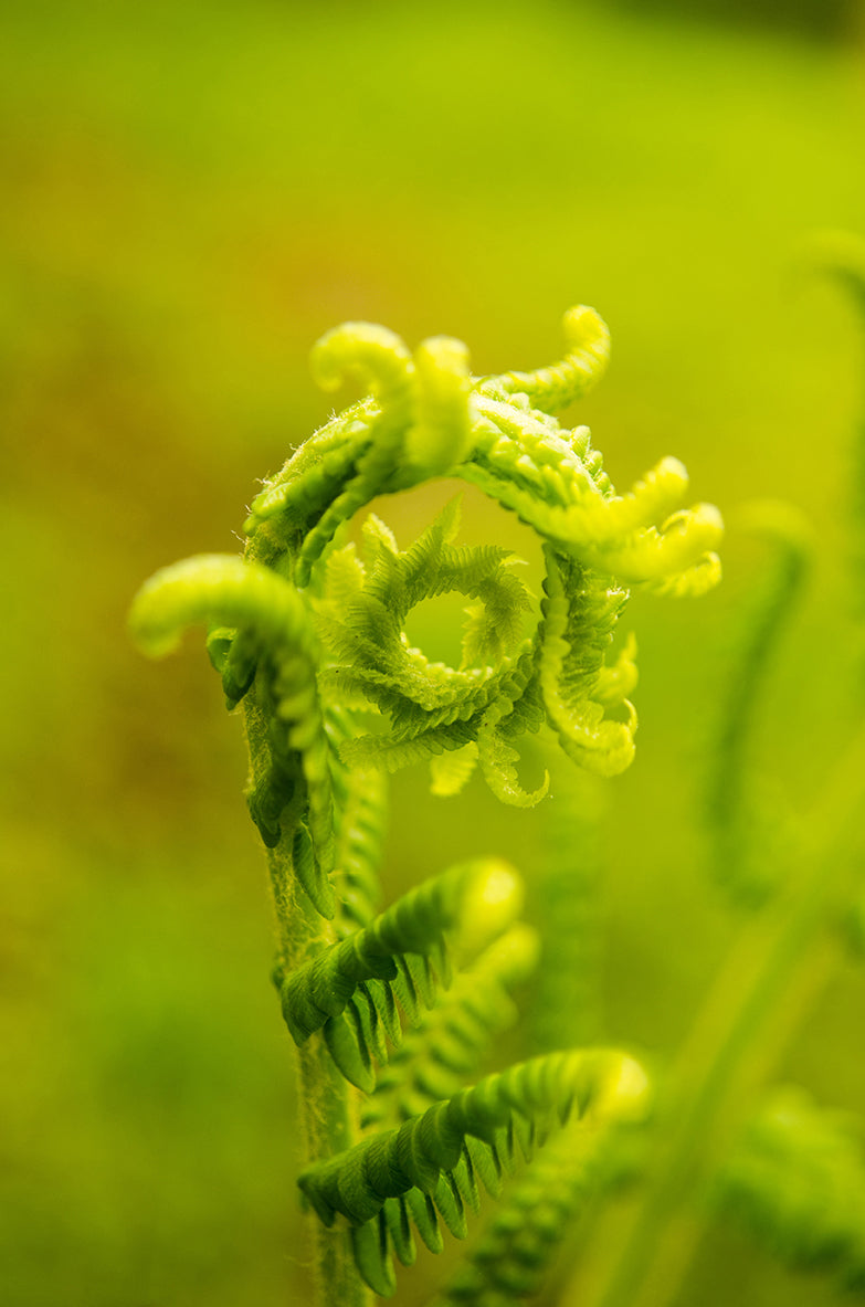 Nature's Perfection Nature / Botanical Photo Fine Art Canvas Wall Art Prints - PIPAFINEART