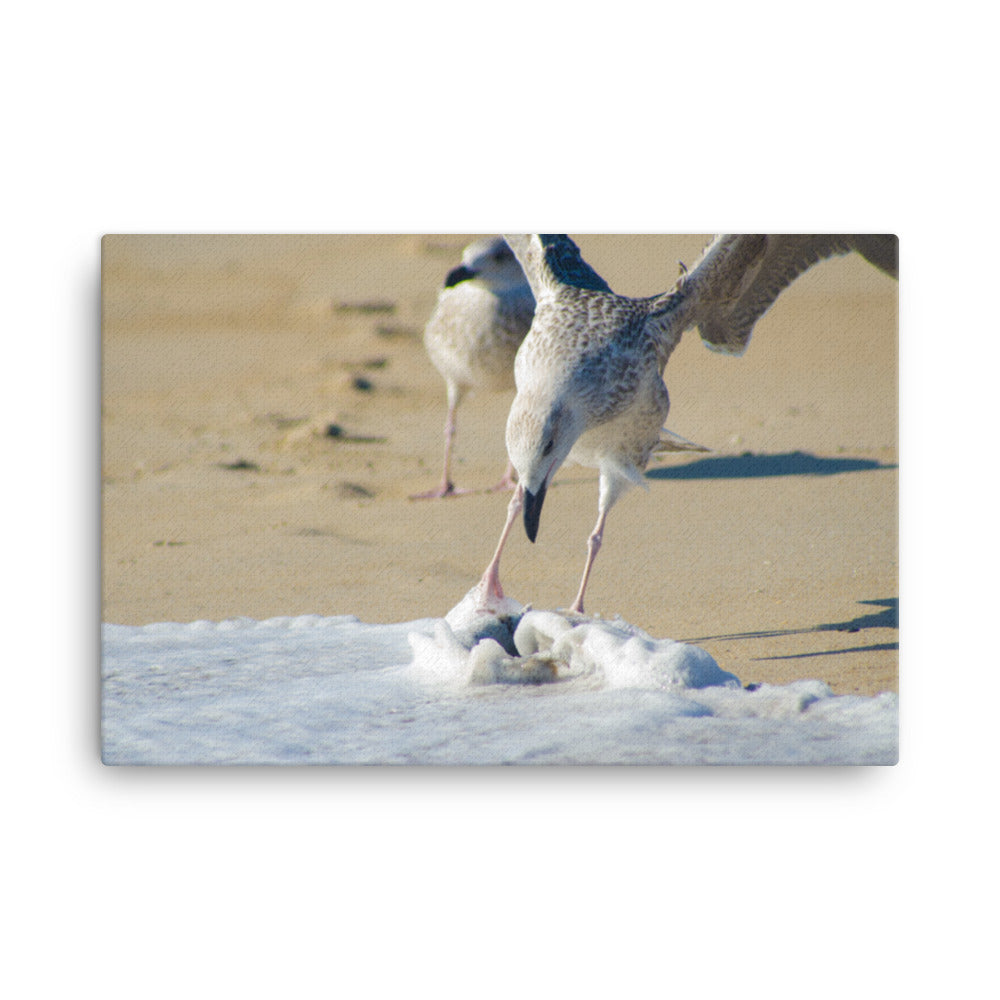 Oh That's Cold Coastal Bird Animal / Wildlife Photograph Canvas Wall Art Prints