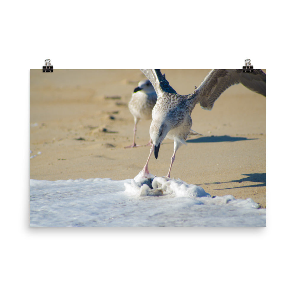 Oh That's Cold Coastal Bird Wildlife Photograph Loose Wall Art Print