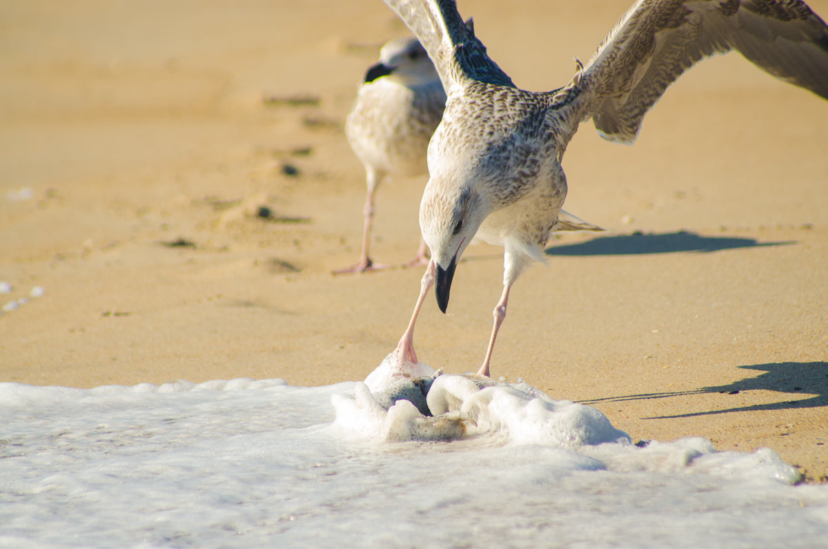 Oh That's Cold Coastal Bird Animal / Wildlife Photograph Fine Art Canvas & Unframed Wall Art Prints - PIPAFINEART