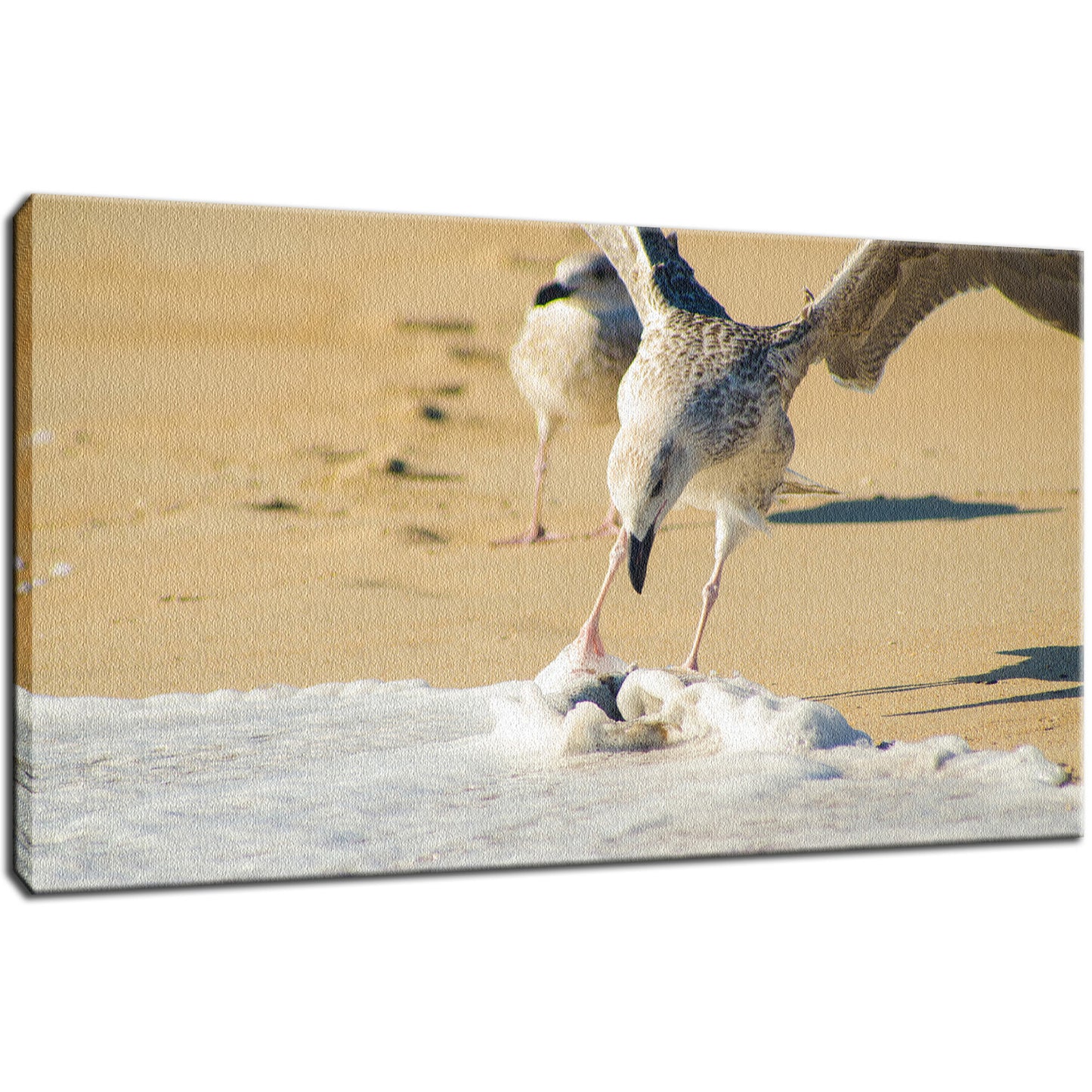 Oh That's Cold Coastal Bird Animal / Wildlife Photograph Fine Art Canvas & Unframed Wall Art Prints - PIPAFINEART