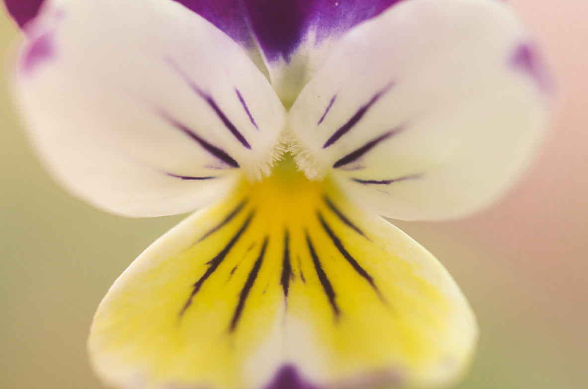 Oh, Violet Nature / Floral Photo Fine Art Canvas Wall Art Prints  - PIPAFINEART