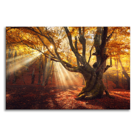 Old Magical Tree in Forest with Glory Rays Landscape Photograph Canvas Wall Art Prints