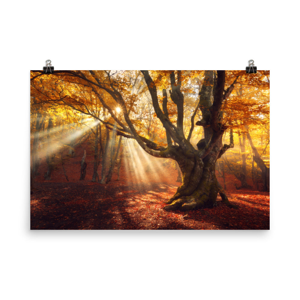 Old Magical Tree in Forest with Glory Rays Rustic Farmhouse Style Landscape Photo Loose Wall Art Prints