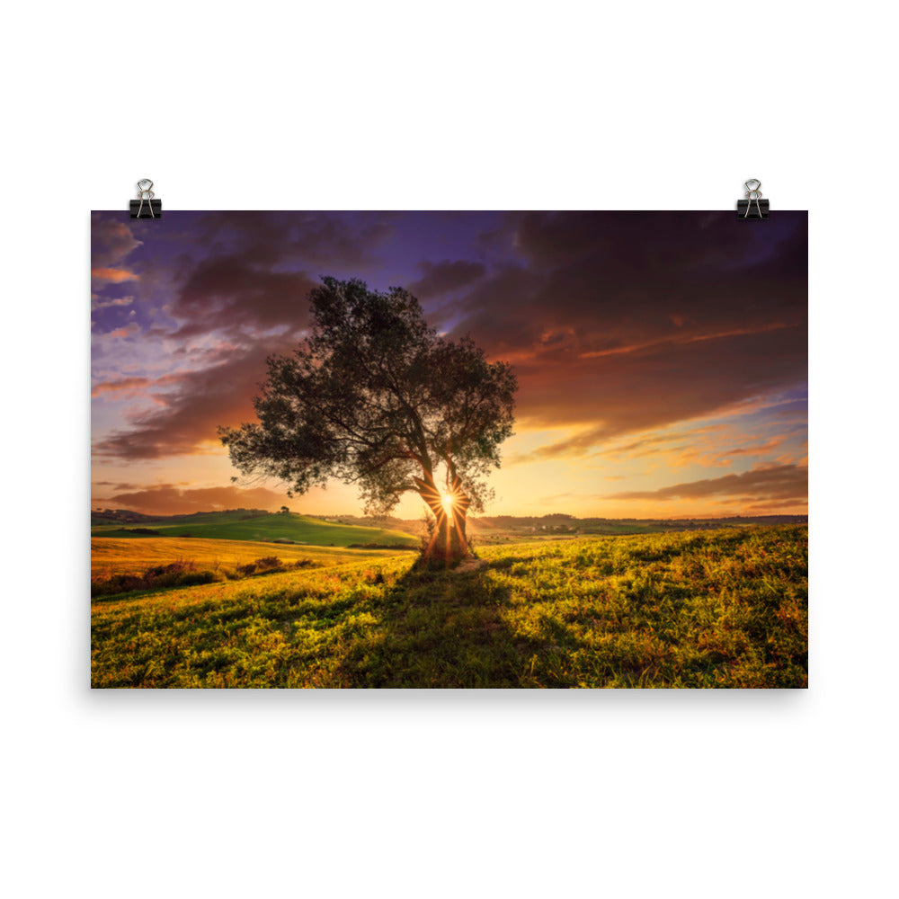 Countryside Olive Tree Sunset Landscape Photo Loose Wall Art Prints