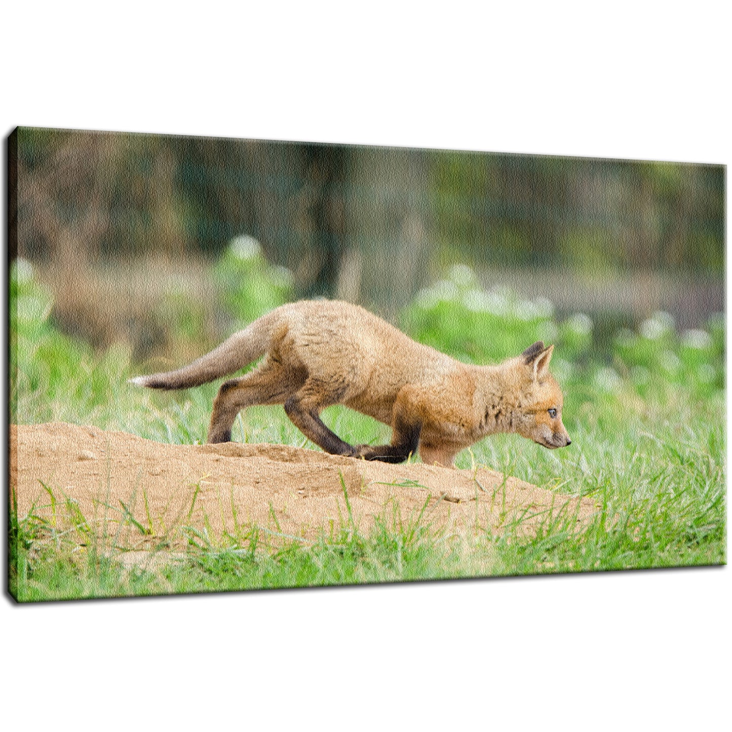 On The Move Animal / Wildlife Photograph Fine Art Canvas & Unframed Wall Art Prints - PIPAFINEART