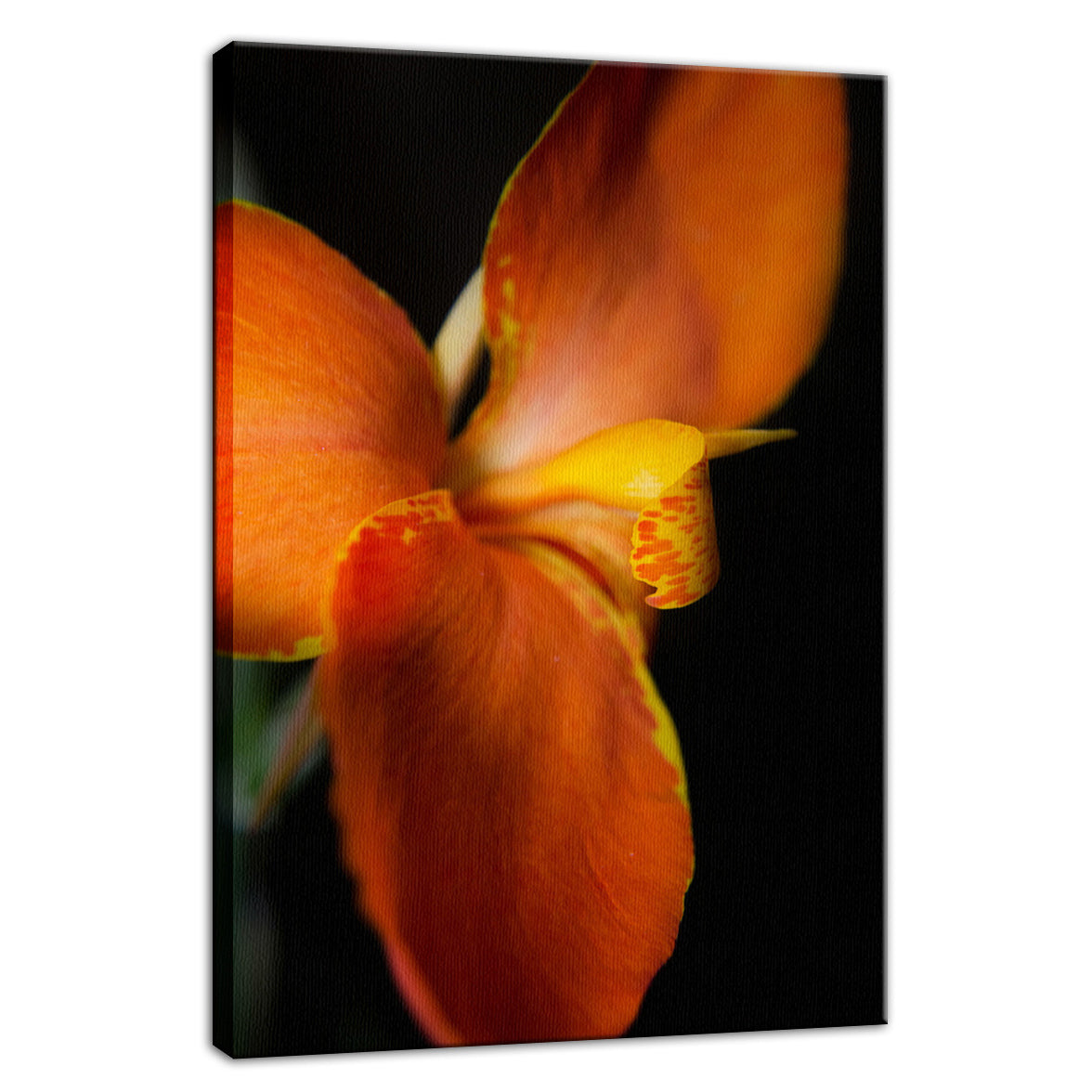 Orange Canna at Longwood Nature / Floral Photo Fine Art Canvas Wall Art Prints  - PIPAFINEART