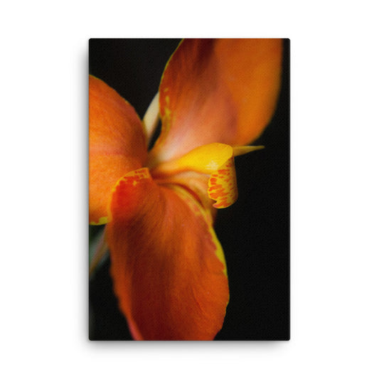 Orange Canna at Longwood Gardens Floral Botanical Nature Photo Canvas Wall Art Prints