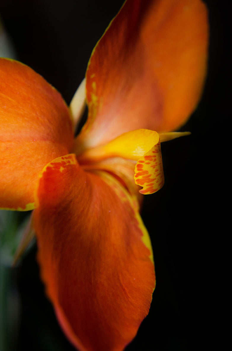 Orange Canna at Longwood Nature / Floral Photo Fine Art Canvas Wall Art Prints  - PIPAFINEART