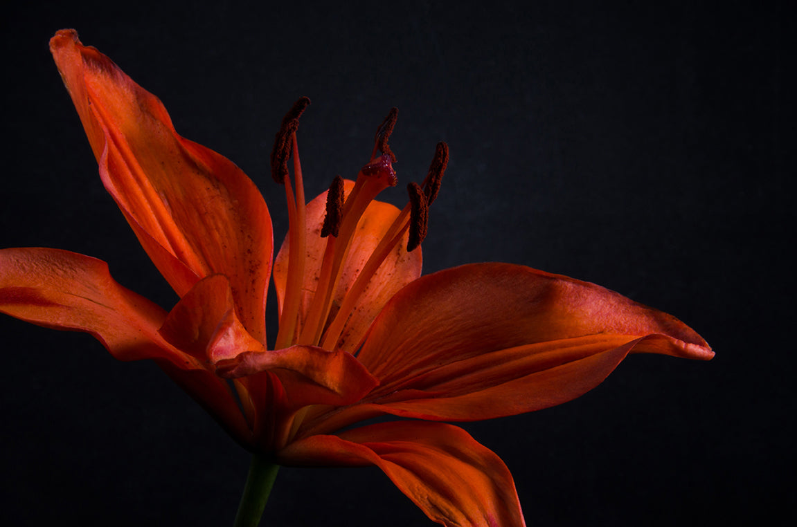 Orange Lily with Backlight DIY Wall Decor Instant Download Print - Printable Wall Art  - PIPAFINEART