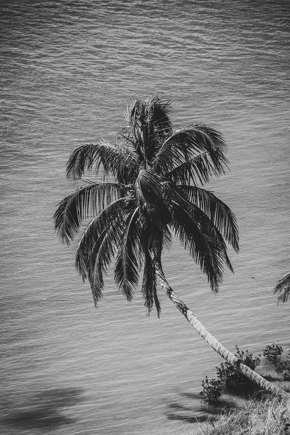 Palm Over Water Black and White Nature / Botanical Photo Fine Art Canvas Wall Art Prints - PIPAFINEART