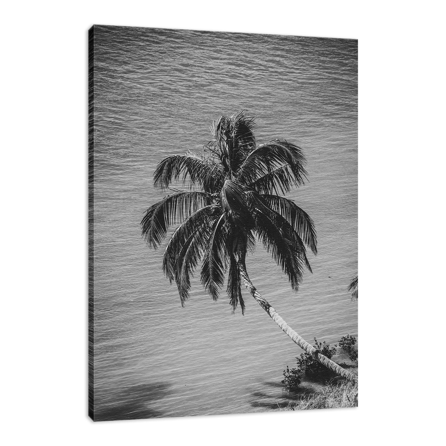 Palm Over Water Black and White Nature / Botanical Photo Fine Art Canvas Wall Art Prints - PIPAFINEART