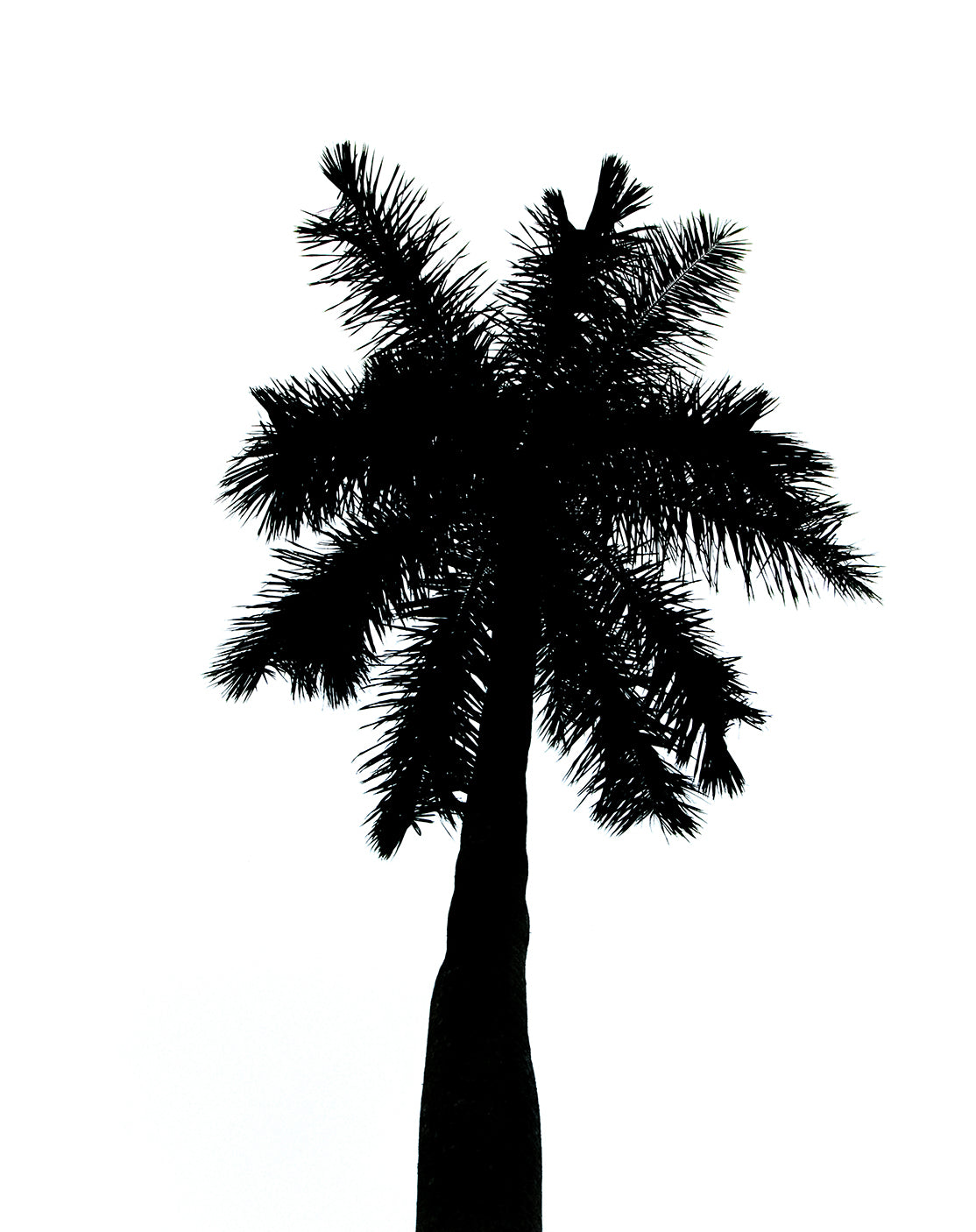 Palm Tree Silhouette on Pure White Botanical Nature Photo DIY Wall Decor Instant Download Print - Printable  - PIPAFINEART