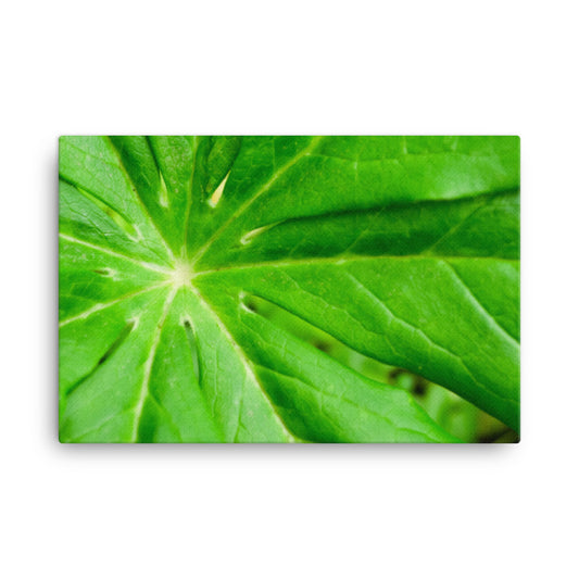 Peaceful Greenery Botanical Nature Photograph Canvas Wall Art Prints