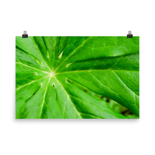 Peaceful Greenery Botanical Nature Photo Loose Unframed Wall Art Prints - PIPAFINEART
